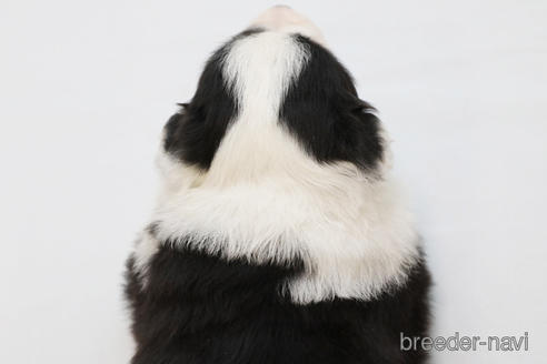 成約済の神奈川県のボーダーコリー-231167の2枚目